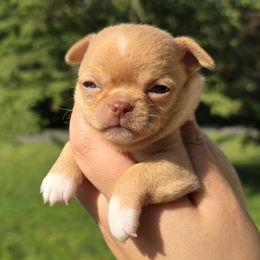 Girl 2 - Fawn female Chihuahua puppy in Vineland, New Jersey from Royal Companion's