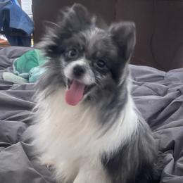 Paisley - Pomeranian