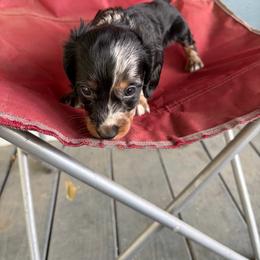 Sucrose - Dapple male Dachshund puppy in Conroe, Texas from Dots Dachshunds