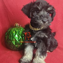 Boy 3 - male Miniature Schnauzer puppy in Fairhope, Alabama from Puppy Sugars Kennels