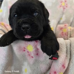 Red Collar - Black female Cane Corso puppy in Pylesville, Maryland from Safe Haven Cane Corso