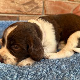 Acadia - Liver white and roan female English Springer Spaniel puppy in Pensacola, Florida from LeichtHouse Kennel