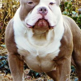American Bullies from Weight In Gold Kennels