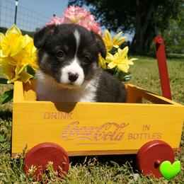 Green boy - Black and tan male Pembroke Welsh Corgi puppy in Centre, Alabama from Walker's AKC Corgis