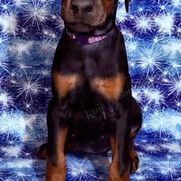 Purple - Black and rust female Doberman Pinscher puppy in Louisville, Kentucky from Ruiz Dobermans