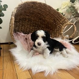 Bernedoodle Puppies from Timber Trail Bernedoodles RI