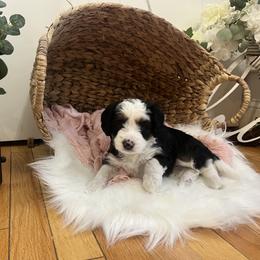 Bernedoodle Puppies from Timber Trail Bernedoodles RI