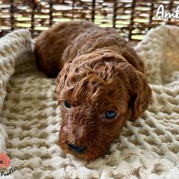 Poodle Puppies from Rouge Poodles