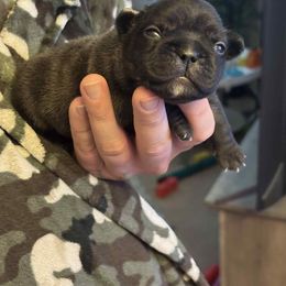 Mia - Brindle female French Bulldog puppy in Rayville, Missouri from Pelis French Bulldogs