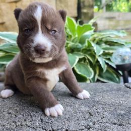 Bark - Brown and white male Siberian Husky puppy in Addison, Michigan from Gray Run Siberian Huskies