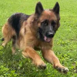 German Shepherds from Vom Snodgrass