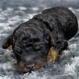 Brewster - Phantom male Poodle puppy in Arlington, Washington from Golden Vista Dogs LLC