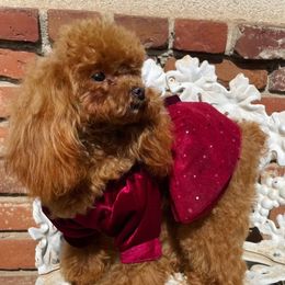 Honey - Poodle