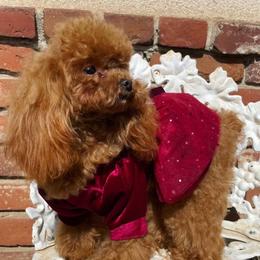 Honey - Poodle