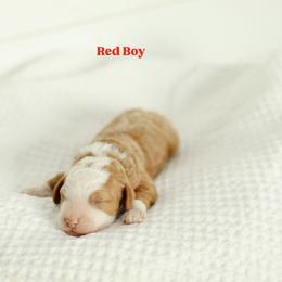 Red Boy - Parti male Goldendoodle puppy in Rio Linda, California from GoldendoodlePaw