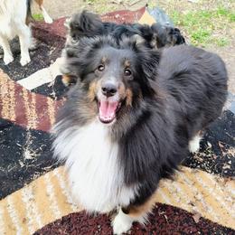 Carla - Black white and tan female Shetland Sheepdog puppy in Albany, New York from K&A Little Wonder's