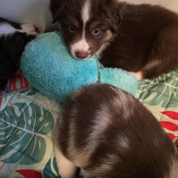 Miniature American Shepherd Puppies from Azure Miniature American Shepherds