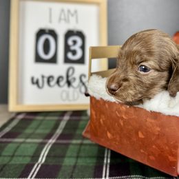 Dachshund Puppies from Queen of Weens Dachshunds