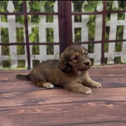 Red Longhair Male - Red male Dachshund puppy in Killeen, Texas from Southern Dachshunds