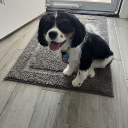 Cavalier King Charles Spaniel Puppies from Reynolds Farms Cavaliers