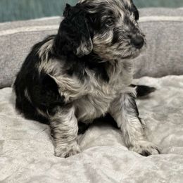 Dahlia - Merle Goldendoodle puppy in Ponce De Leon, Florida from A Golden Summer