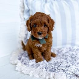 Whiskey - hunter collar boy - Red male Cavapoo puppy in Melbourne, Florida from Space Coast Doodle Co.