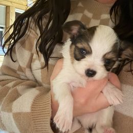 Beau - White and sable male Papillon puppy in Powell, Wyoming from Heart Mountain Kennels