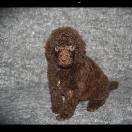 Poodle puppies from YorkiesPawsLife