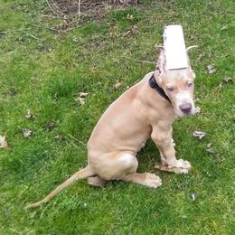 Great Dane Puppies from F&B Kennels