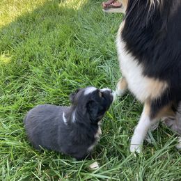 Miniature Australian Shepherd Puppies from Fancy Creek Mini Aussies