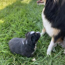 Miniature Australian Shepherd Puppies from Fancy Creek Mini Aussies