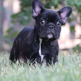 Dracarys - French Bulldog