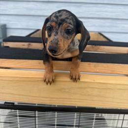 Ronnie - Dapple male Dachshund puppy in Mountain Home, Arkansas from Furry Friends Kennel