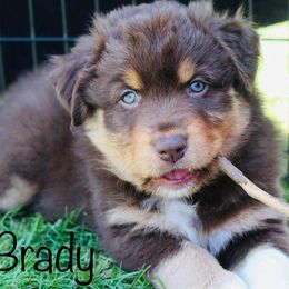 Australian Shepherd Puppies from Tru Blu Aussies