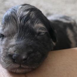Girl 8 - female Sheepadoodle puppy in Owensville, Missouri from Oak Valley Kennels