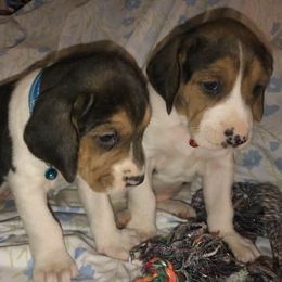 Treeing Walker Coonhound puppies from Stackem Up Kennel