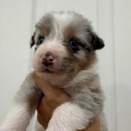 Celeste - Blue merle female Australian Shepherd puppy in Gilbert, Arizona from Saltair Australian Shepherds