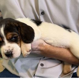 Basset Hound Puppies from Liberty Bassets