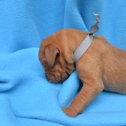 Vizsla Puppies from Summit Vizsla (we can deliver to you)