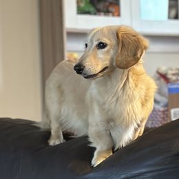 Yogi - Dachshund