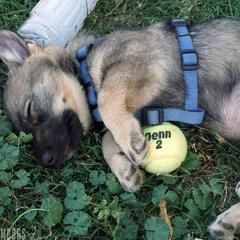 Swedish Vallhund Puppies from Windstorm Dogs