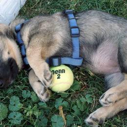 Swedish Vallhund Puppies from Windstorm Dogs