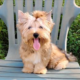 Lily - female Russian Salon Dog puppy in Kinston, North Carolina from Court Jester Havanese and Russian Salon Dogs