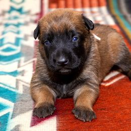 Female 3 - Fawn female Belgian Malinois puppy in Fredonia, Arizona from Zion Malinois