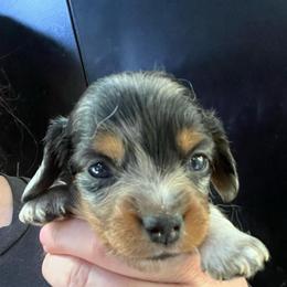 Maybellene - Dapple female Dachshund puppy in Bigfork, Minnesota from Dachshunds Up North
