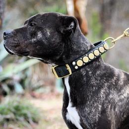 American Pit Bull Terriers from Axios Kennels