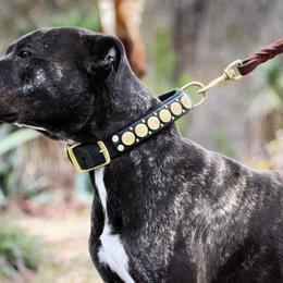 American Pit Bull Terriers from Axios Kennels