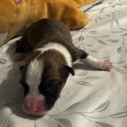 Bacon - Red male Pembroke Welsh Corgi puppy in Dickinson, Texas from Careaga Farms