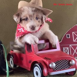Australian Shepherds from Blackman’s Standard Aussies