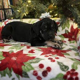 Noel - Black female Cane Corso puppy in Lititz, Pennsylvania from Lititz Cane Corsos